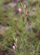 Plancia ëd Hesperantha baurii Baker