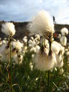 Image of common cottongrass