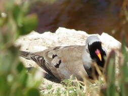 Image of Oena capensis capensis (Linnaeus 1766)