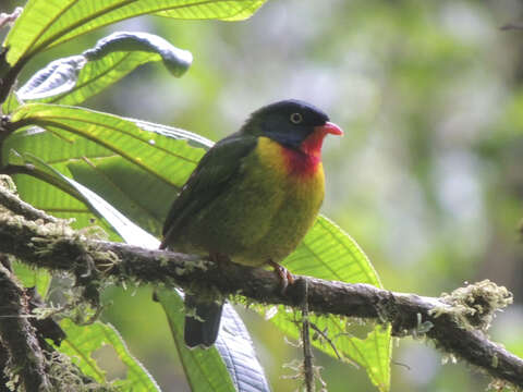 Image of Scarlet-breasted Fruiteater