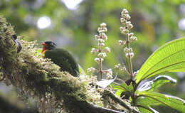 Image of Scarlet-breasted Fruiteater