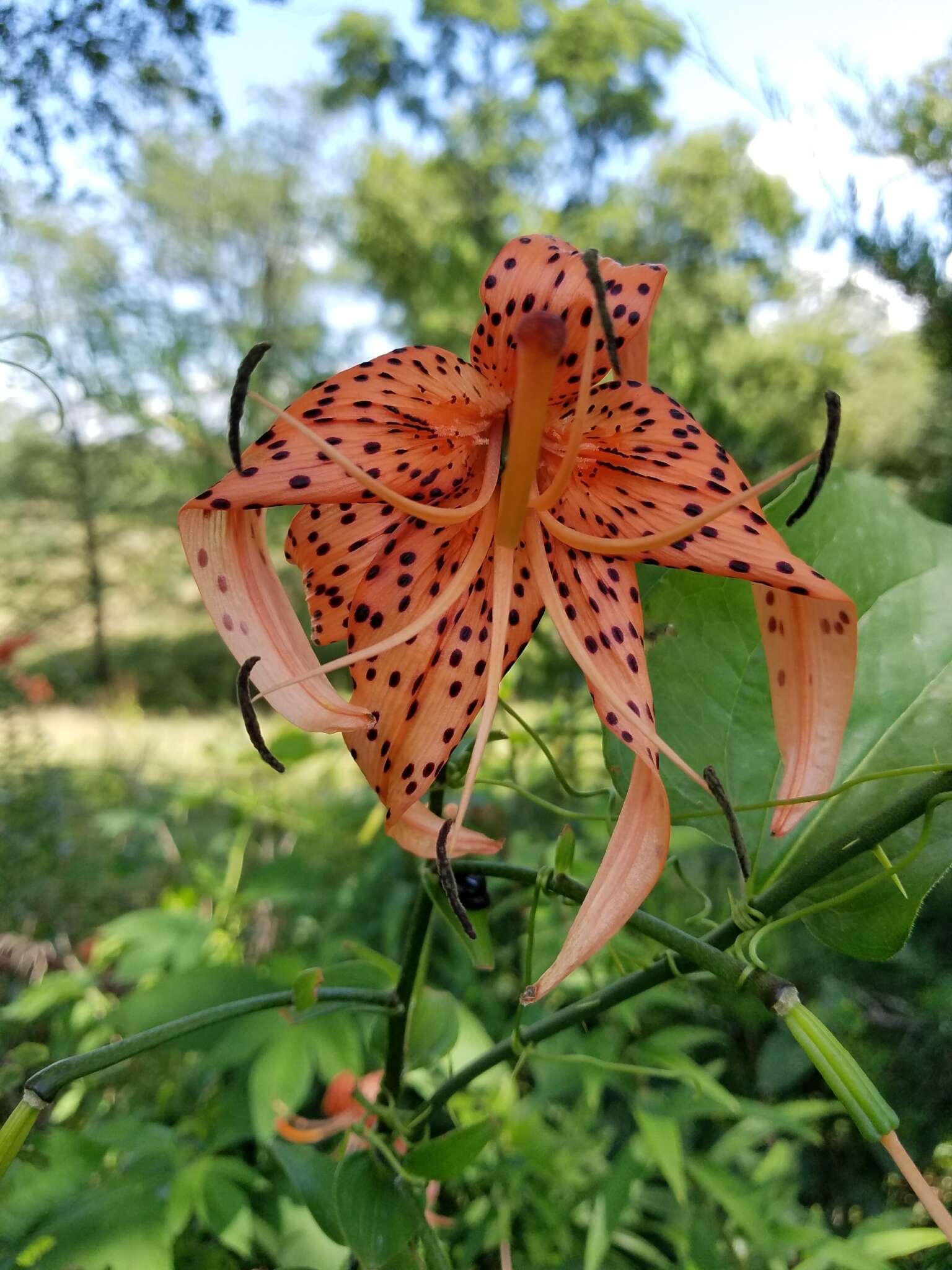 Image of Tiger lily