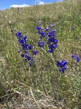 Image of Geyer's larkspur