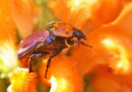 Sivun Leucocelis amethystina (MacLeay 1838) kuva