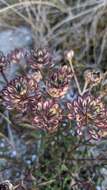 صورة Iberis procumbens Lange