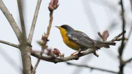 Image of Tropical Parula