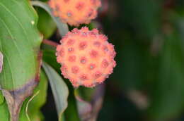 Image of Chinese dogwood