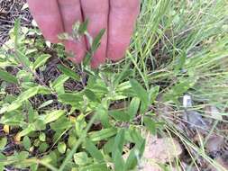 Image of Georgia frostweed