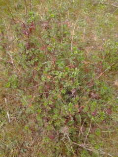 Image of Acaena elongata L.