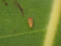 Image of Tristania psyllid