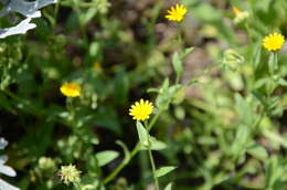 Image of field marigold