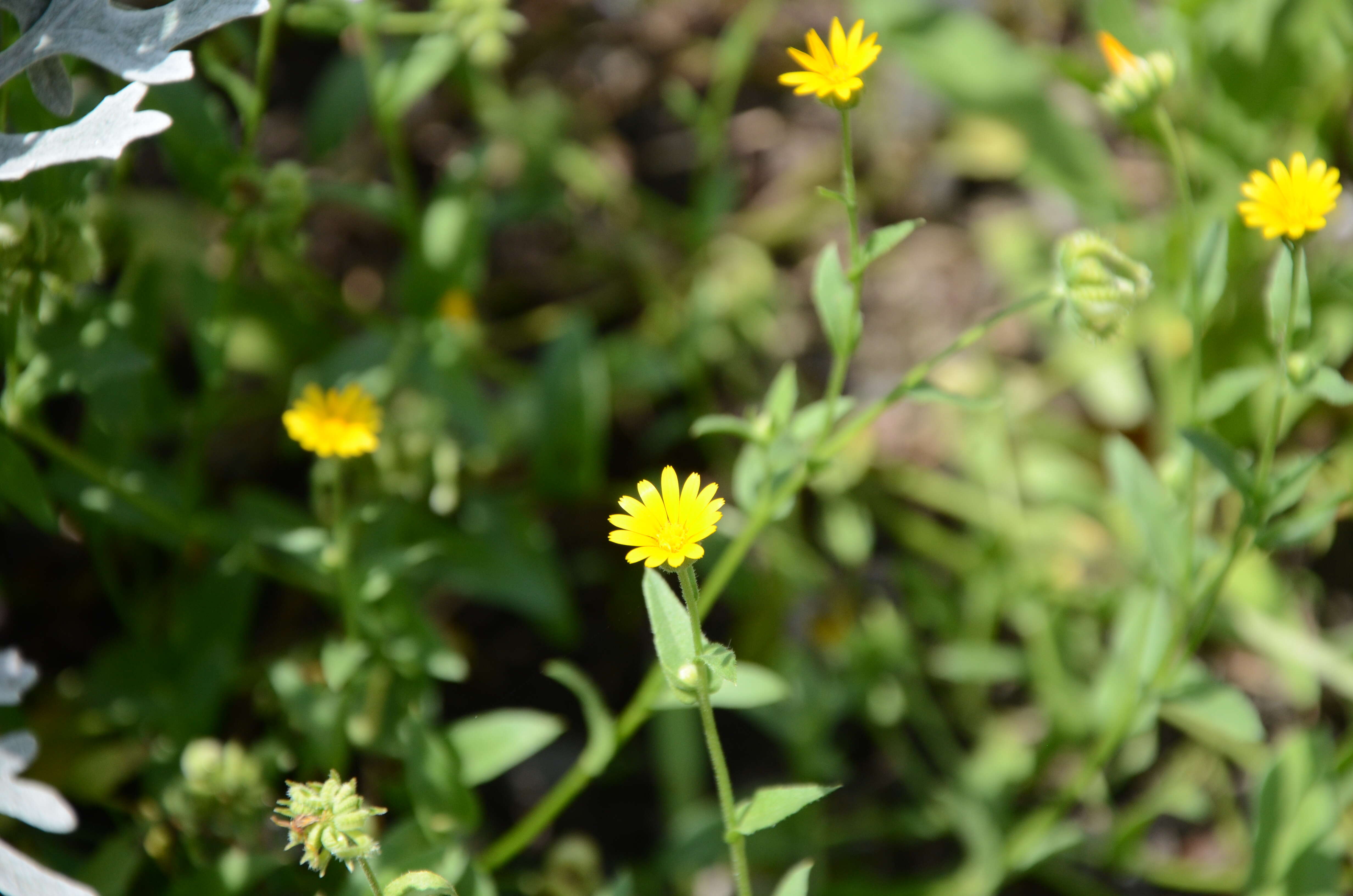 Image of field marigold