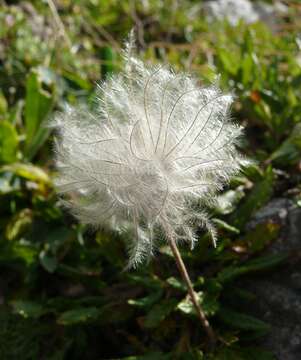 Imagem de Dryas octopetala L.