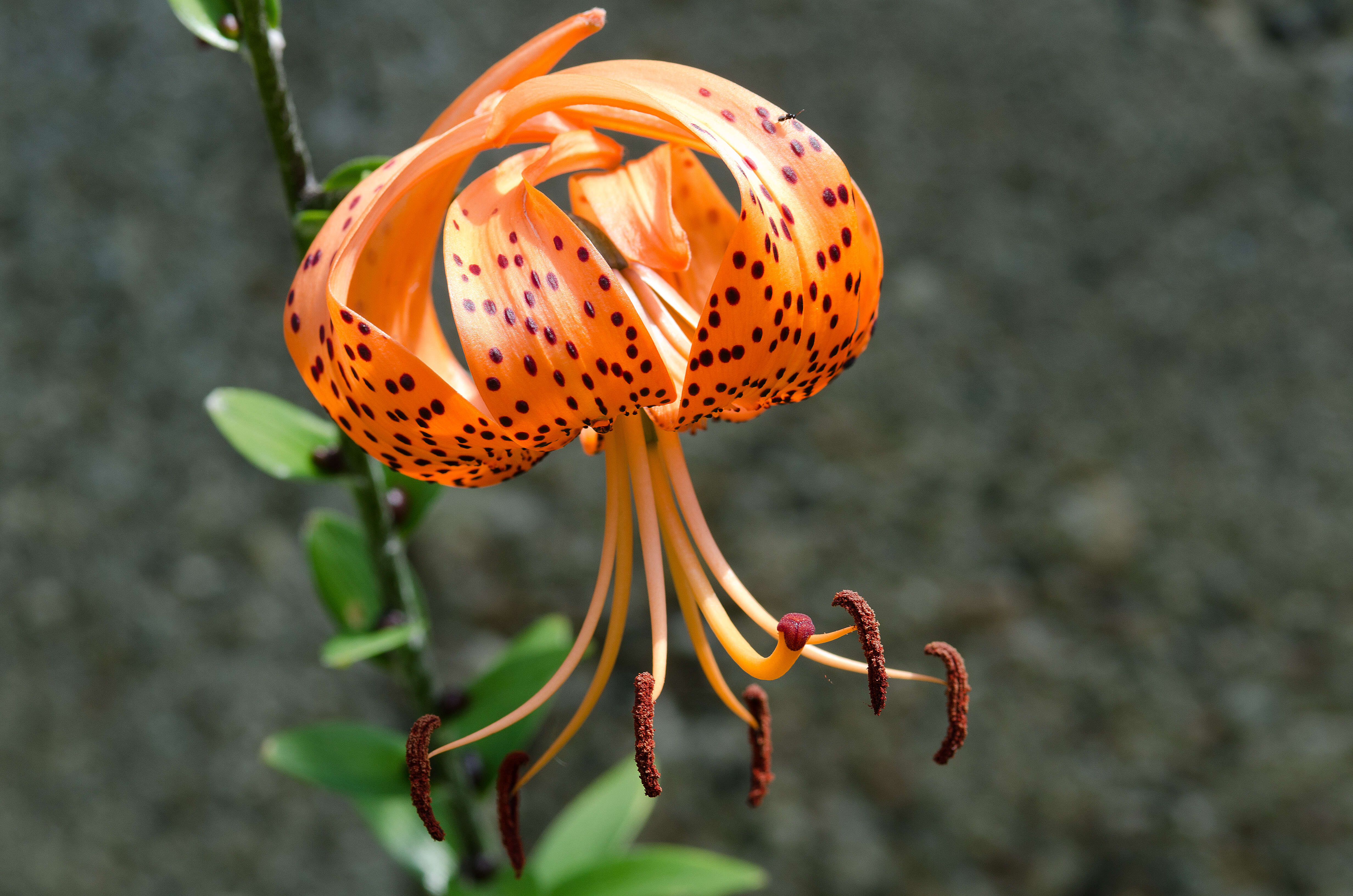 Image of Tiger lily