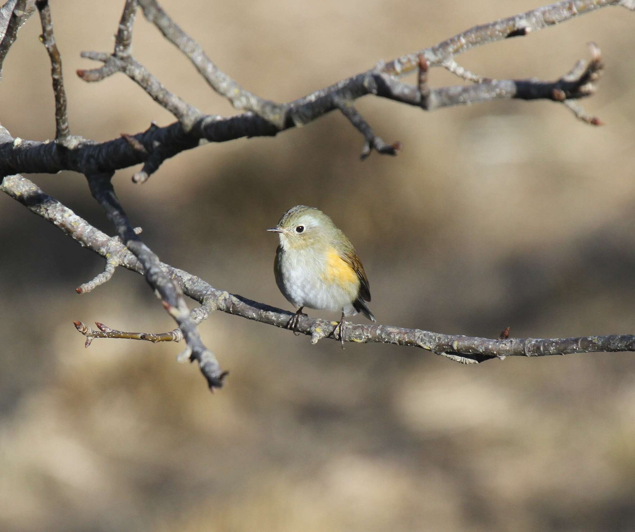 Image of Himalayan Bluetail