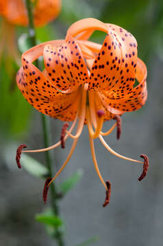 Image of Tiger lily