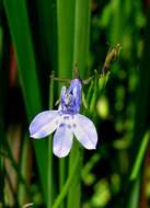 Image de Lobelia flaccida subsp. flaccida