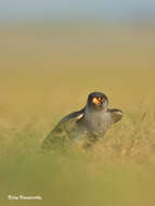 Image of Amur Falcon