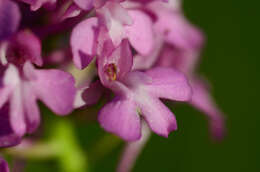 Image of Pyramidal orchid