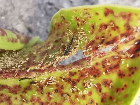 Image of Leaf-gall thrip