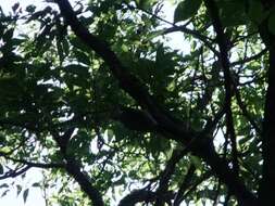 Image of Red-bellied Woodpecker