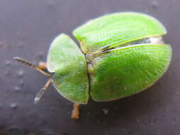 Image of thistle tortoise beetle