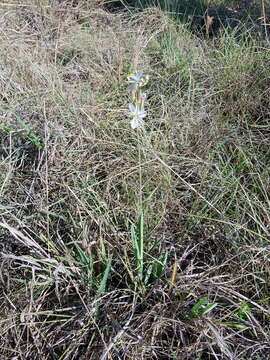 Image of Chlorophytum cooperi (Baker) Nordal