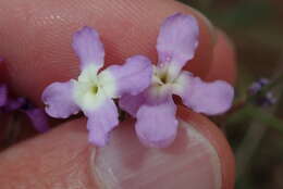 Matthiola fruticulosa (L.) Maire resmi