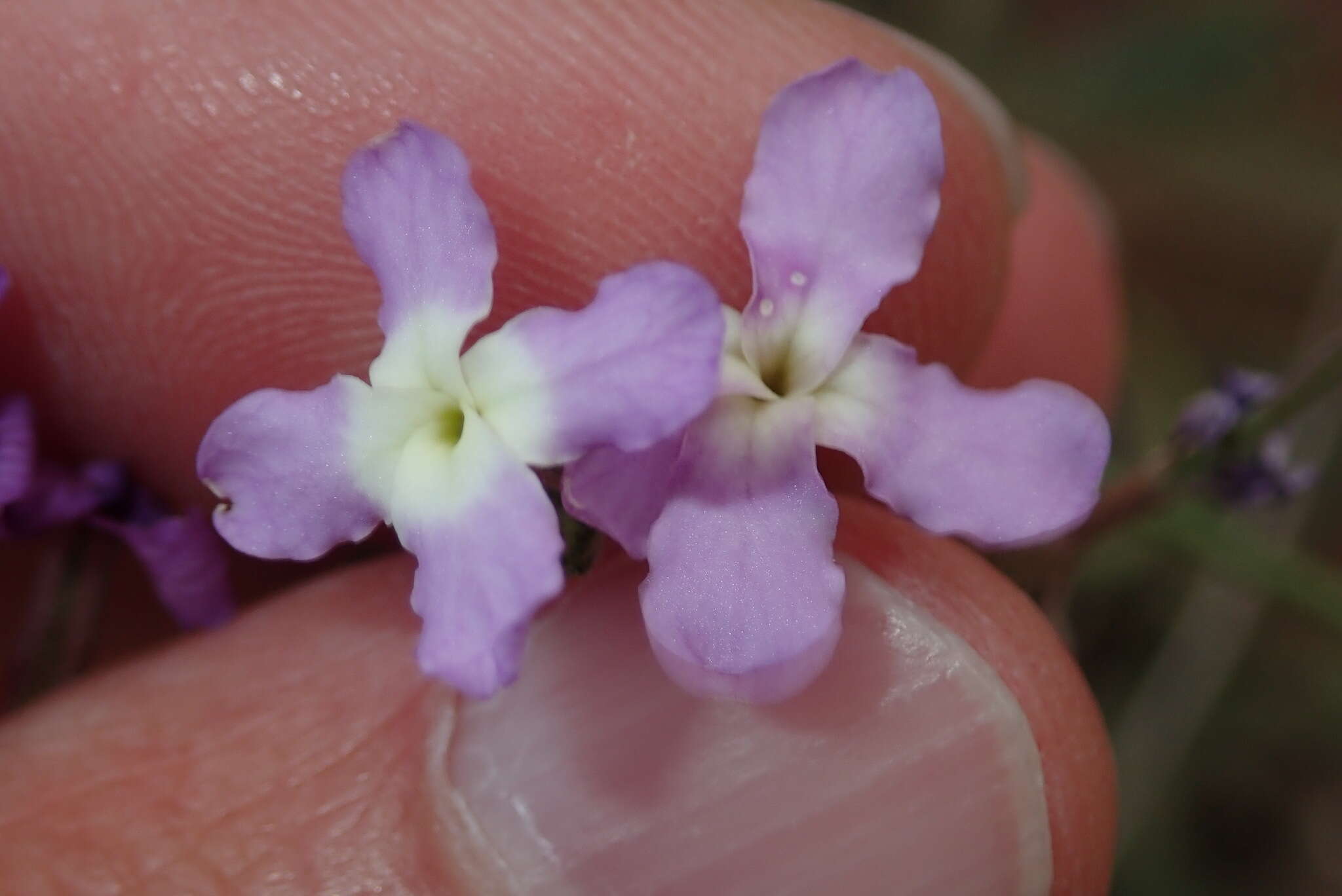 Matthiola fruticulosa (L.) Maire resmi