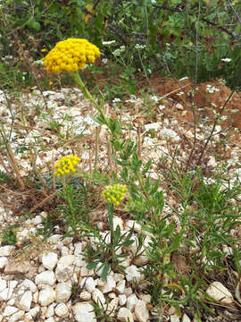 Слика од Achillea ageratum L.