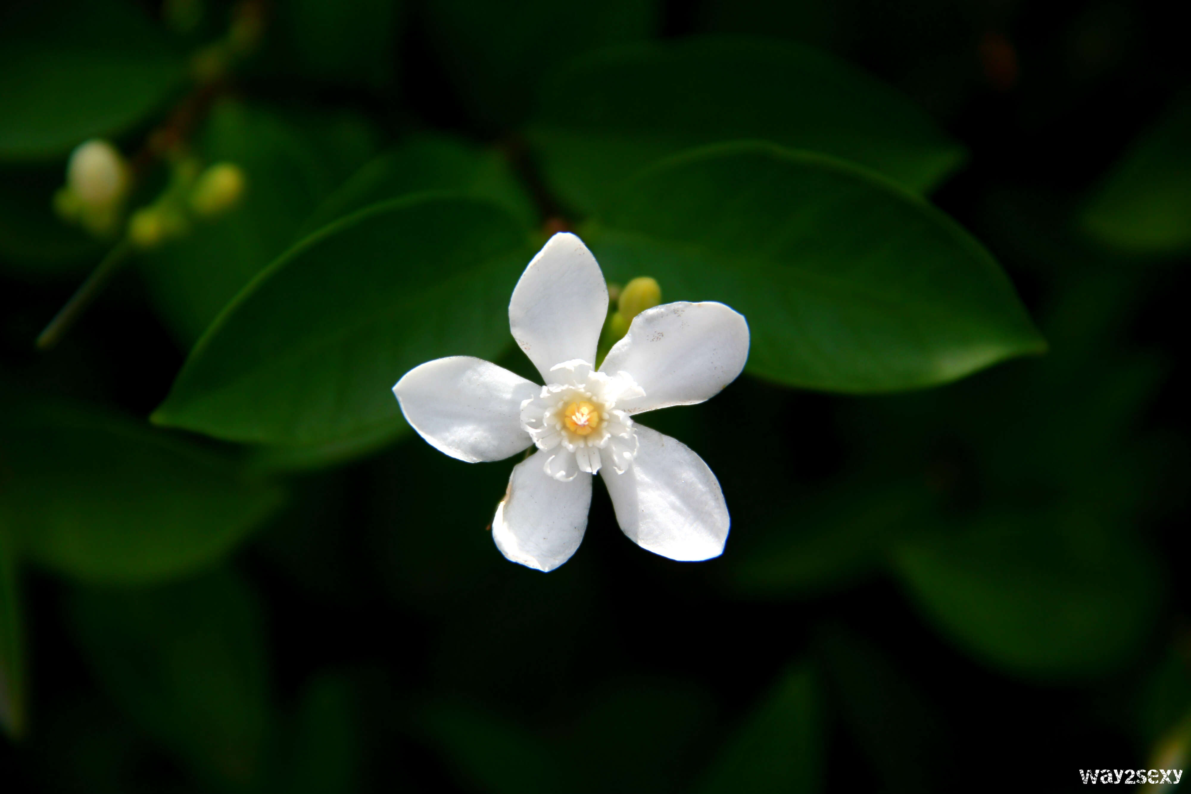 Image of Wrightia antidysenterica (L.) R. Br.