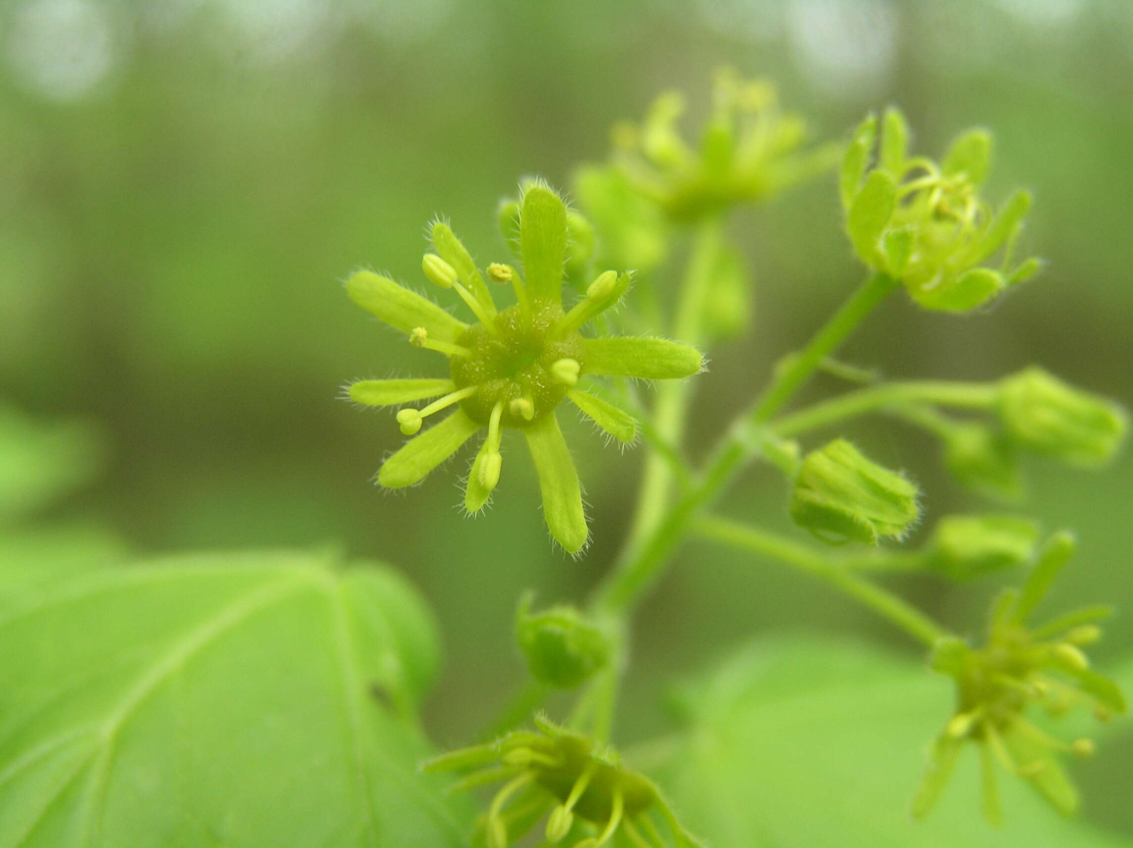 Image of Field Maple