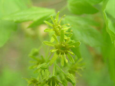 Image of Field Maple