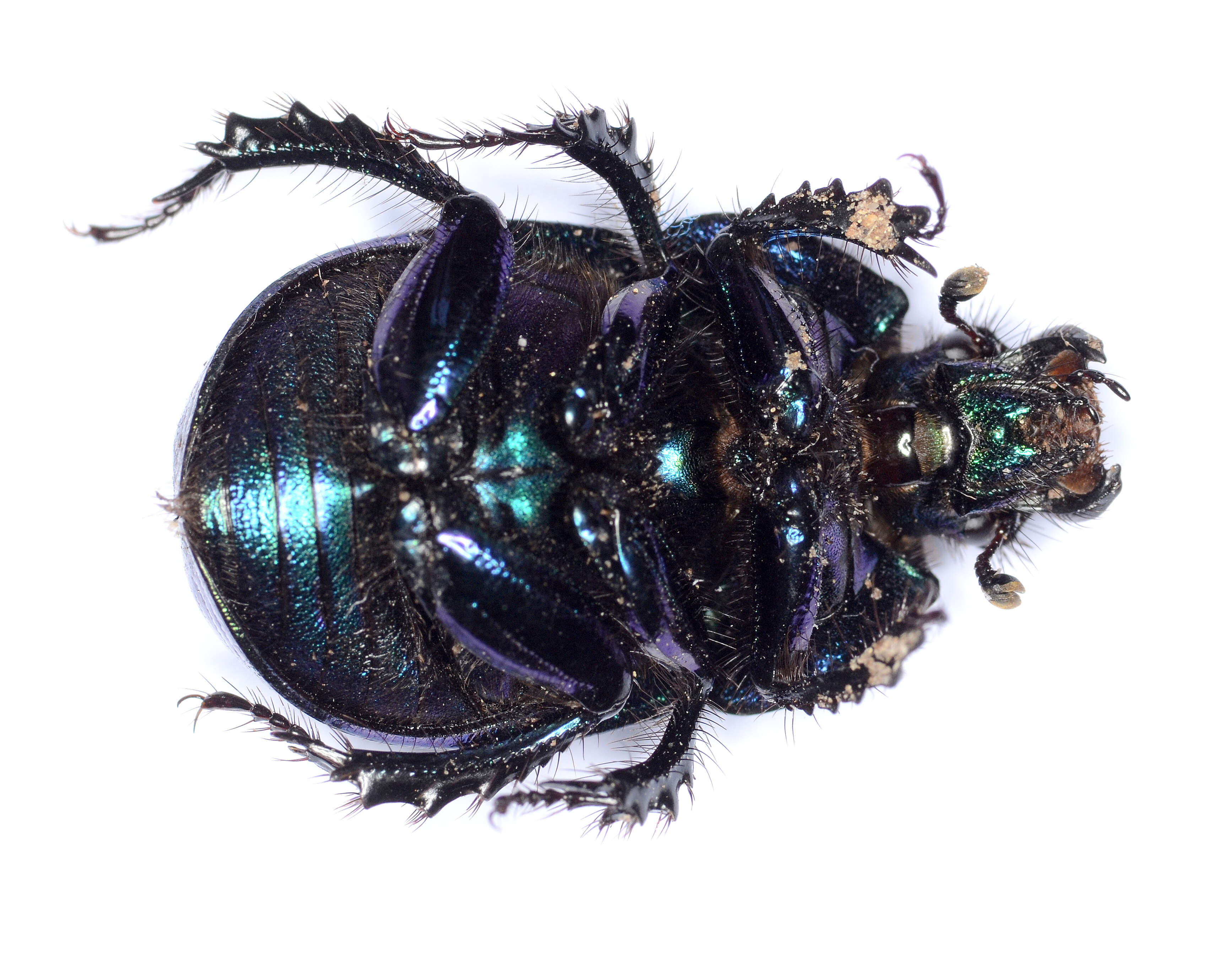 Image of Anoplotrupes