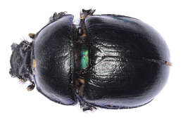 Image of Anoplotrupes