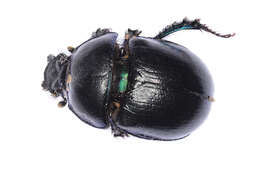 Слика од Anoplotrupes