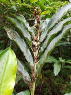 Image of Alpinia uraiensis Hayata