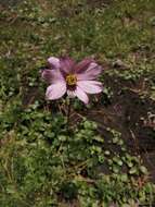 Image of Cosmos diversifolius Otto