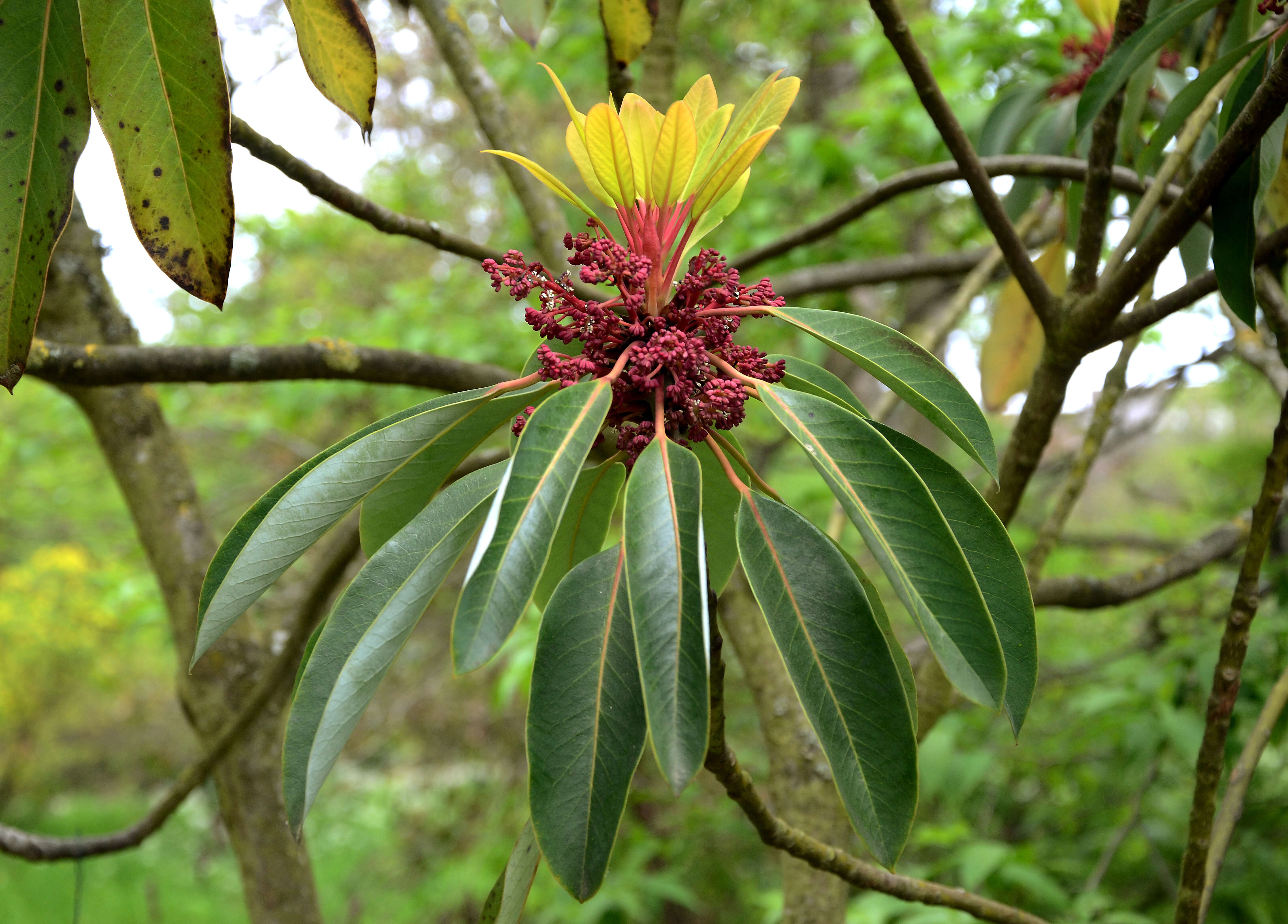 Imagem de Daphniphyllum macropodum Miq.