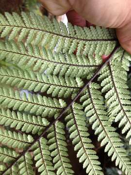 Image of Rough Tree Fern