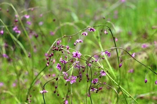 Image of Arthropodium minus R. Br.