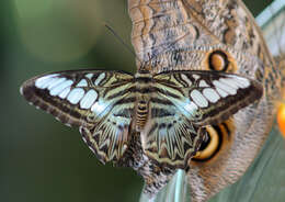 Imagem de Parthenos sylvia