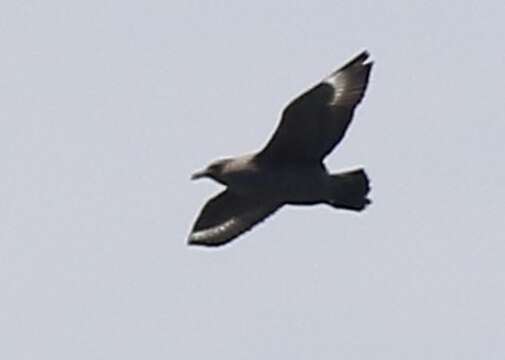 Image of Chilean Skua