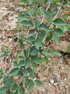 Image of weeping forsythia