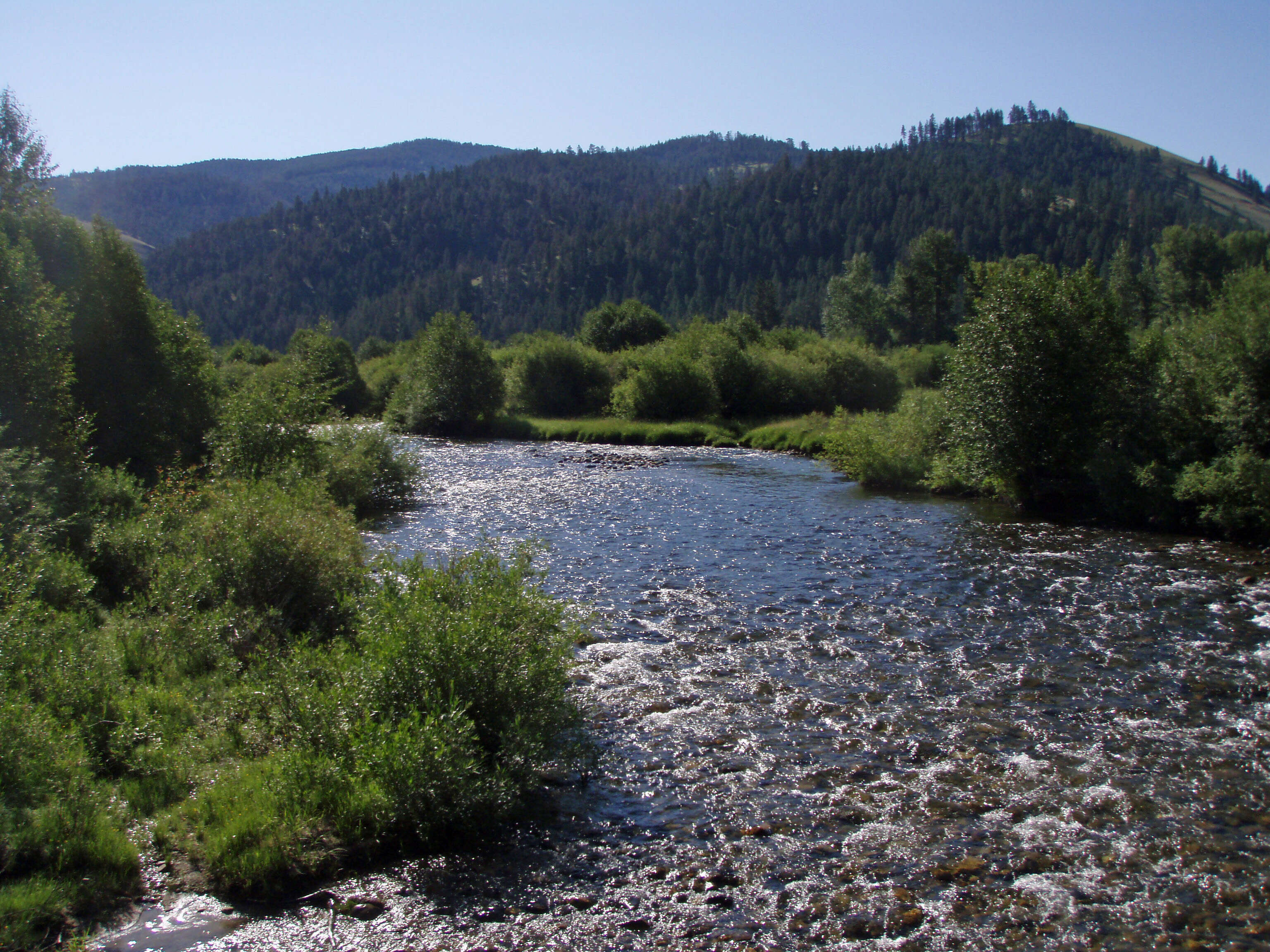 Image of cutthroat trout