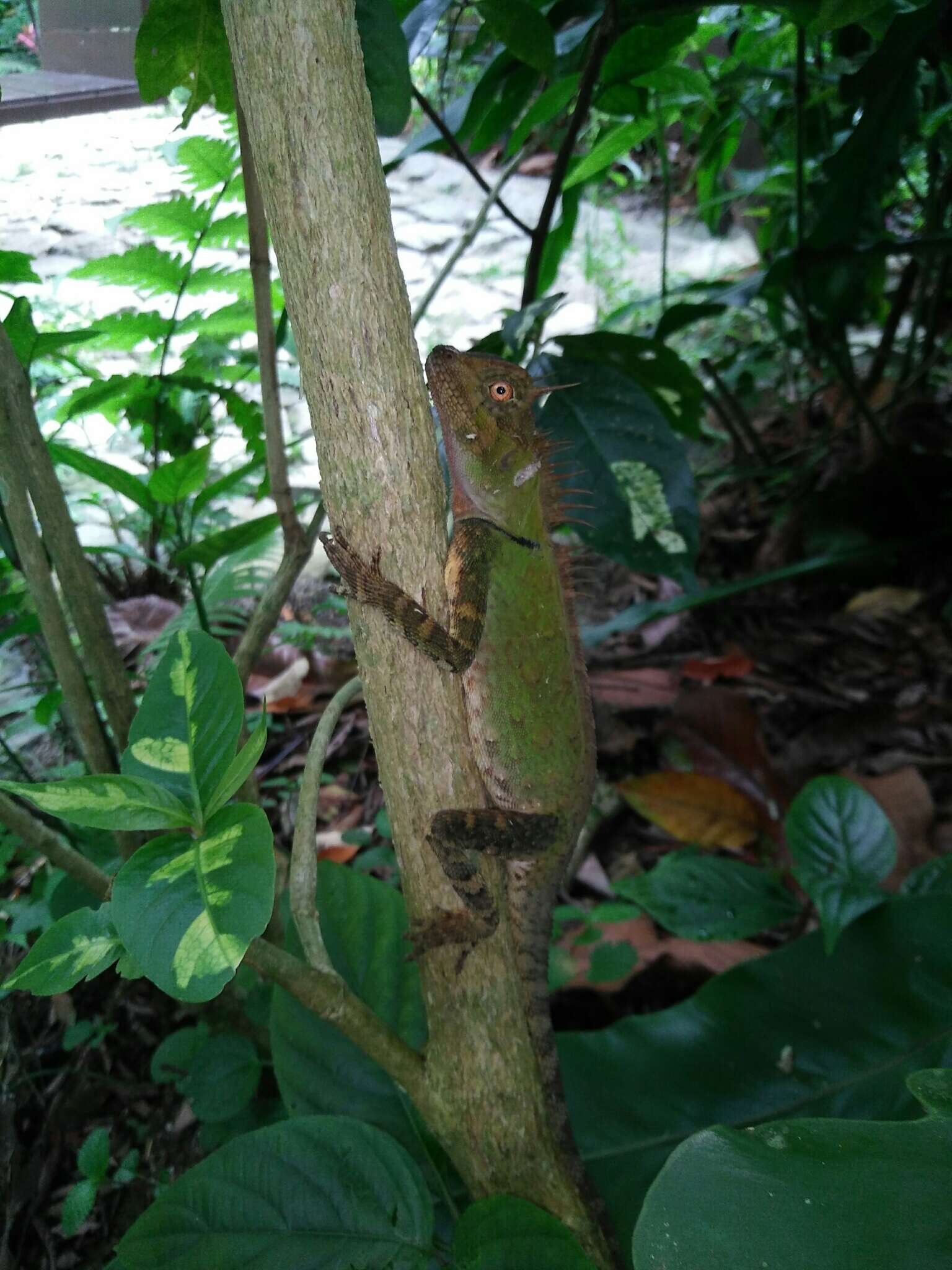 Image of armored pricklenape