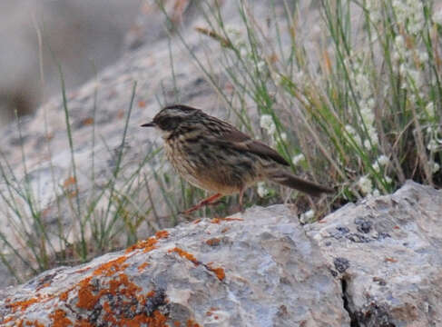 Imagem de Prunella ocularis (Radde 1884)