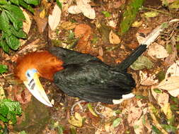 Image of Rufous-cheeked Hornbill