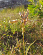 Image of Aloe minima Baker