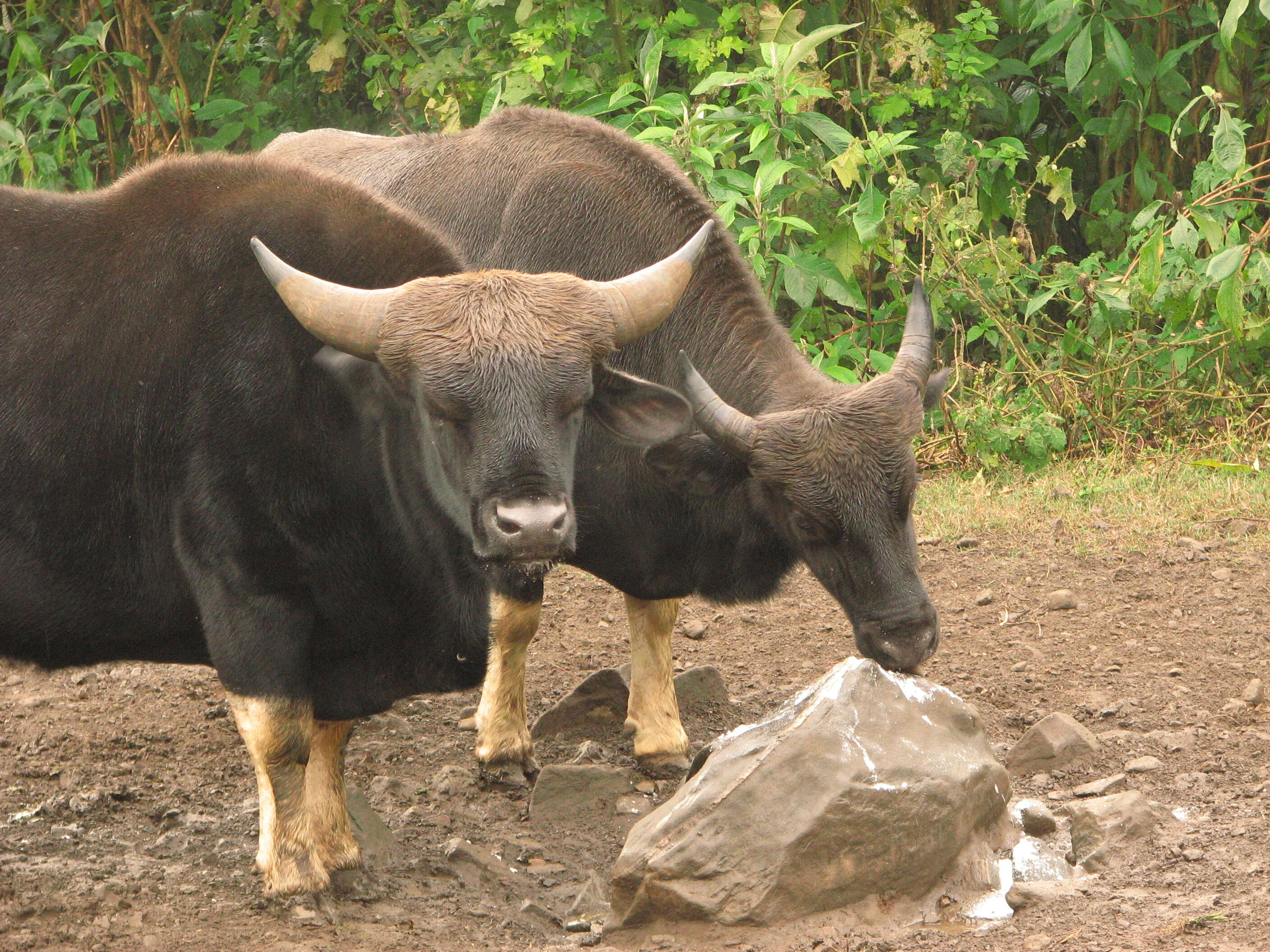 Image of Gaur